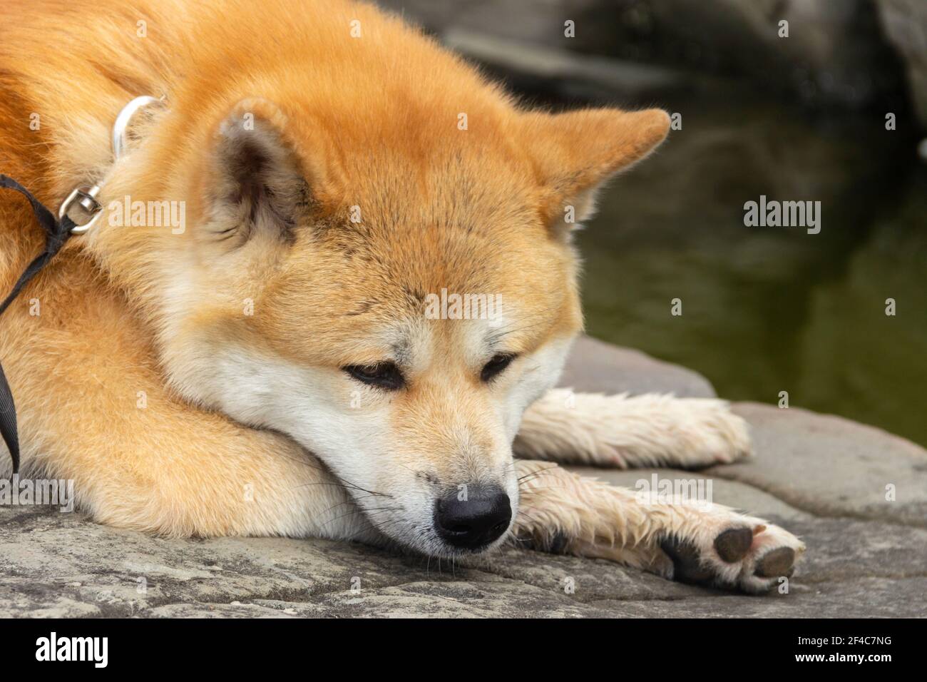 lcd panel nec akita in stock