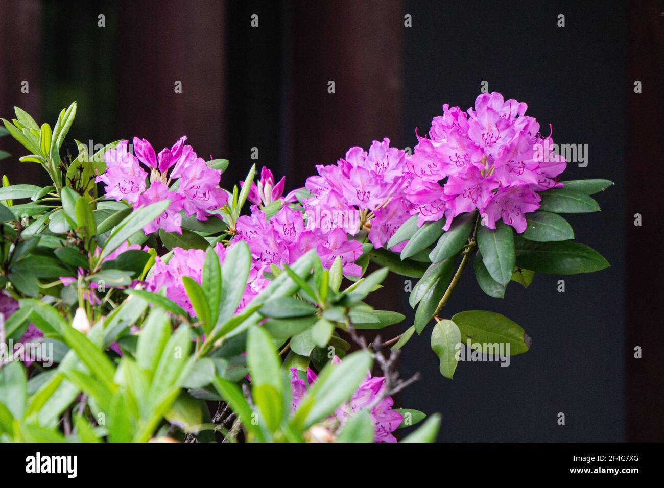 Lilac Rhododendron Beautiful lilac rhododendron flower hi-res stock photography and images ...