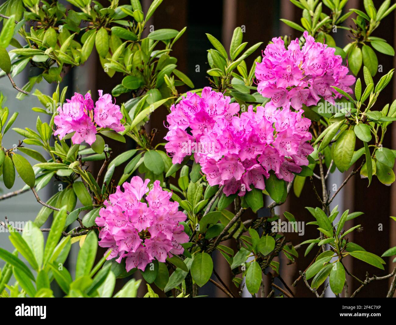 Lilac Rhododendron Beautiful lilac rhododendron flower in the garden Stock Photo - Alamy