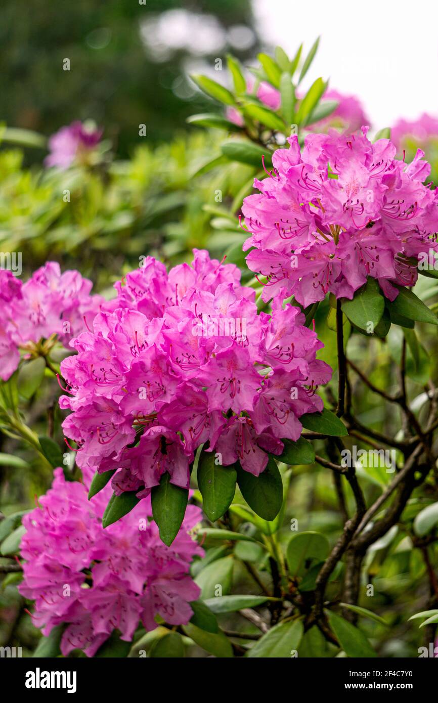 Lilac Rhododendron Beautiful lilac rhododendron flower hi-res stock photography and images ...