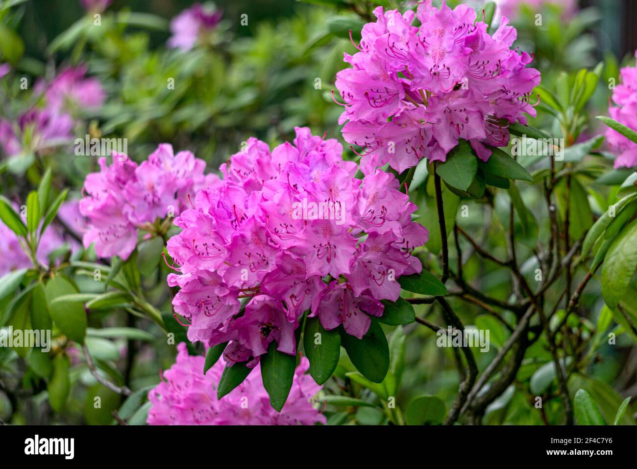 Lilac Rhododendron Beautiful lilac rhododendron flower in the garden Stock Photo - Alamy
