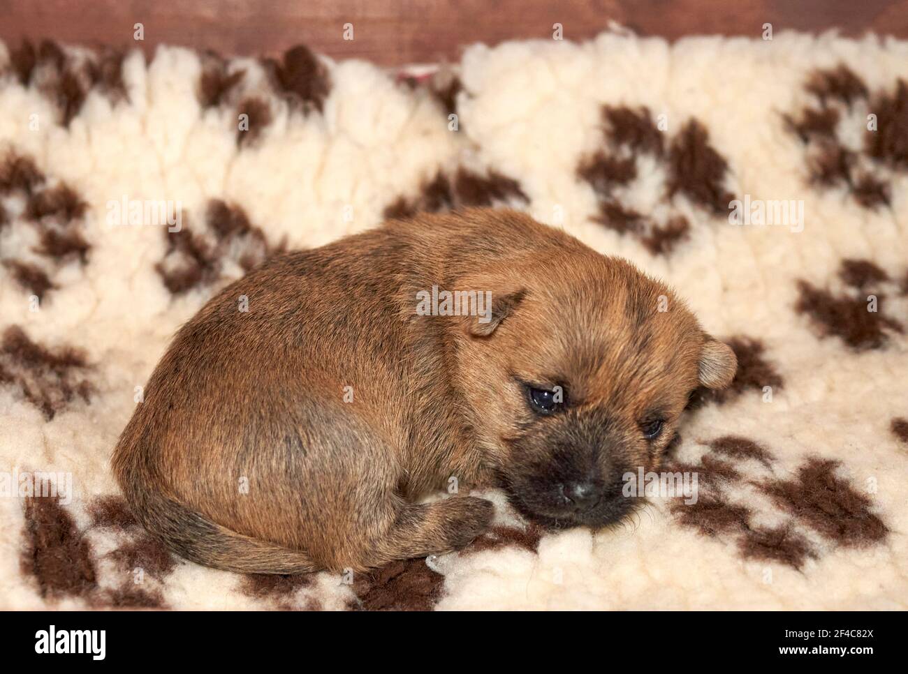 Cute Cairn Terrier puppy (14 days) snuggled up in it's whelping box. Stock Photo