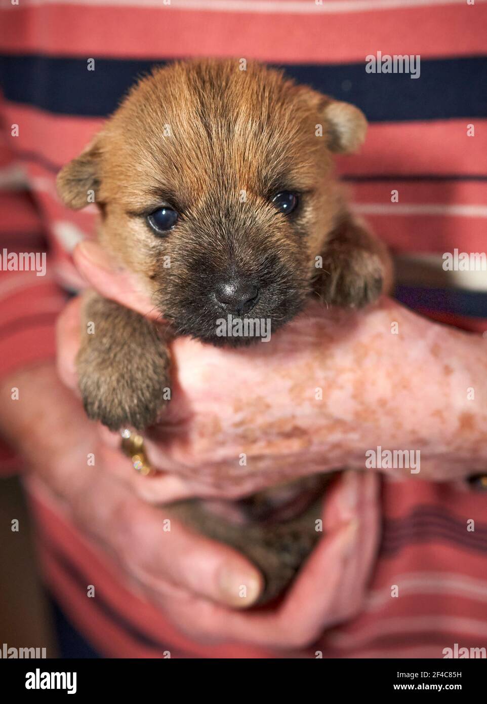An elderly lady holding a Cairn Terrier puppy in her hands in her living room at Christmas. Stock Photo