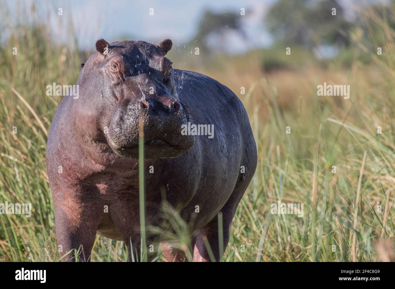 A hippo flaring his nostrils as the boat floats by - Okavango Delta, Botswana. Stock Photo