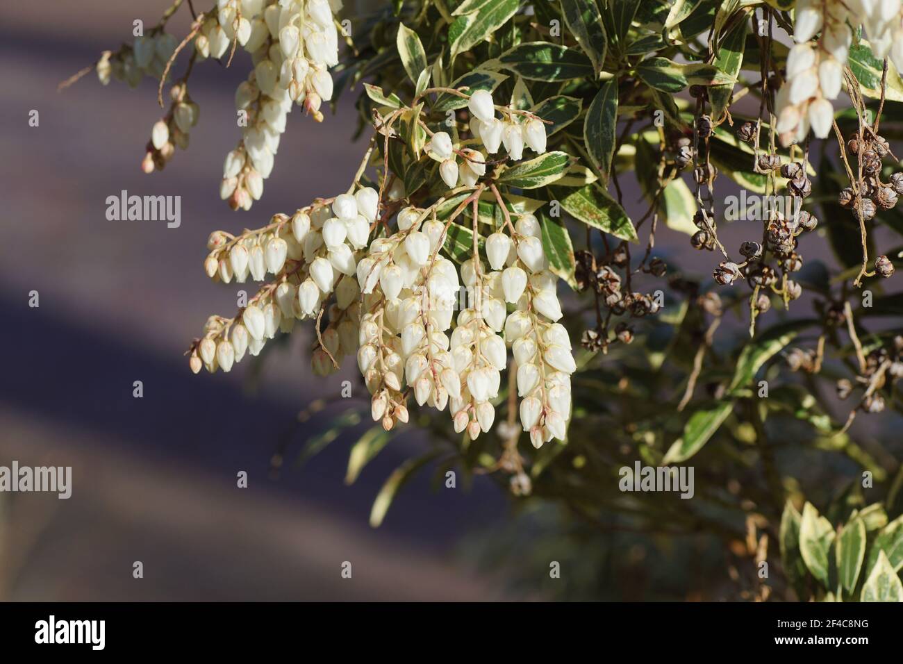 Pieris (Pieris japonica variegata). Heath, heather family (Ericaceae). Flowering in the end of the winter, spring. Variegated and green foliage Stock Photo