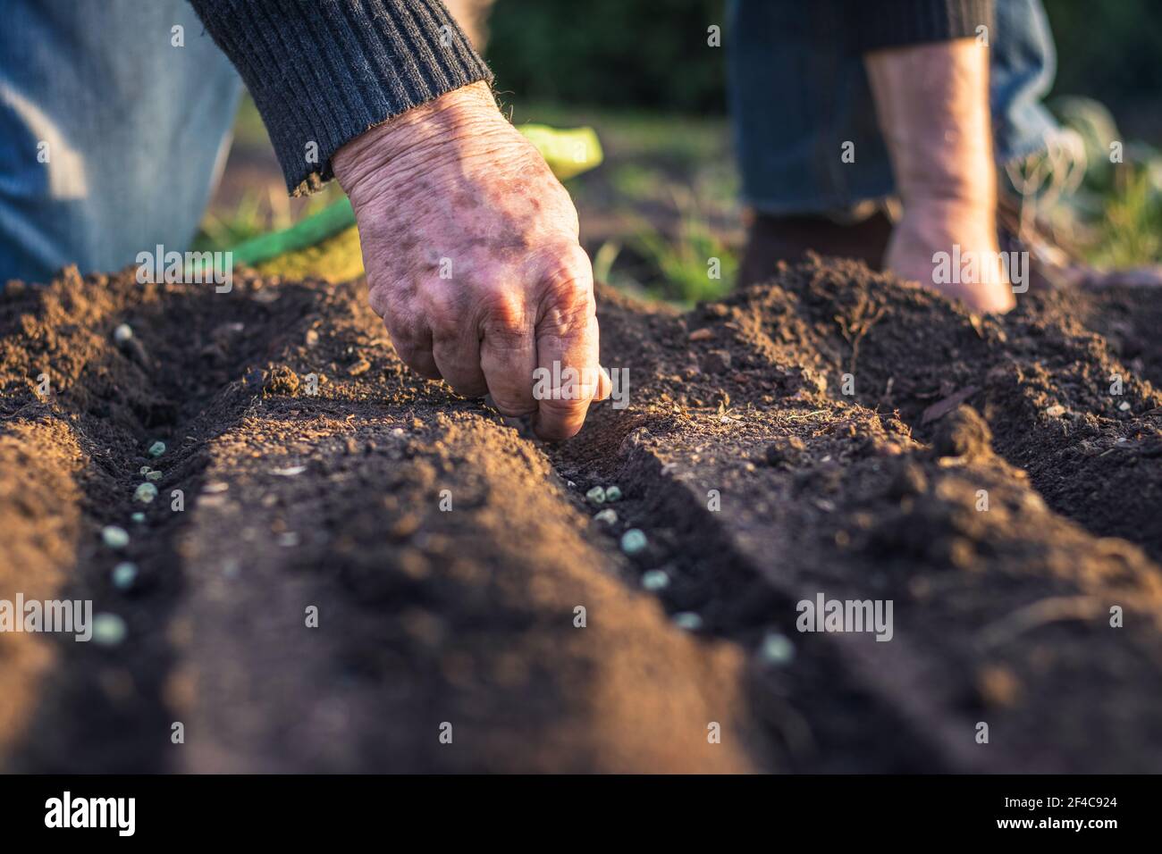 Senior farmer sowing seeds in garden. Cultivated plantation at spring. Planting green peas in soil Stock Photo