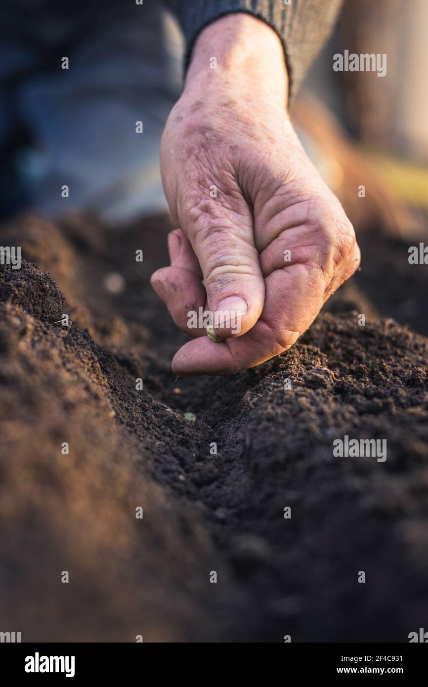 Old gardener planting seeds of pea in soil. Farmer´s hand sowing in garden. Gardening concept Stock Photo
