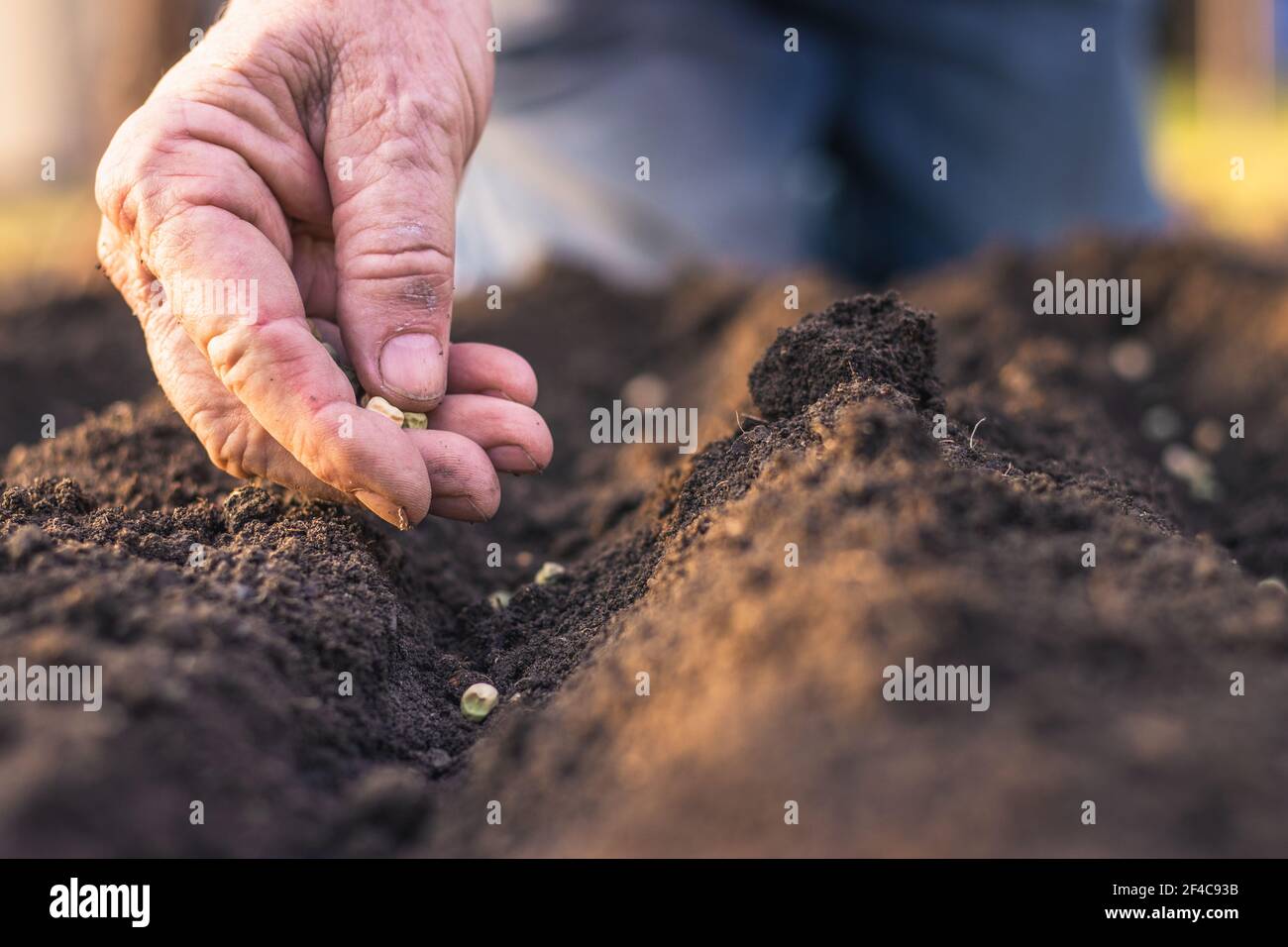 Farmer´s hand planting seed of green peas into soil. Sowing at springtime. Gardening concept Stock Photo