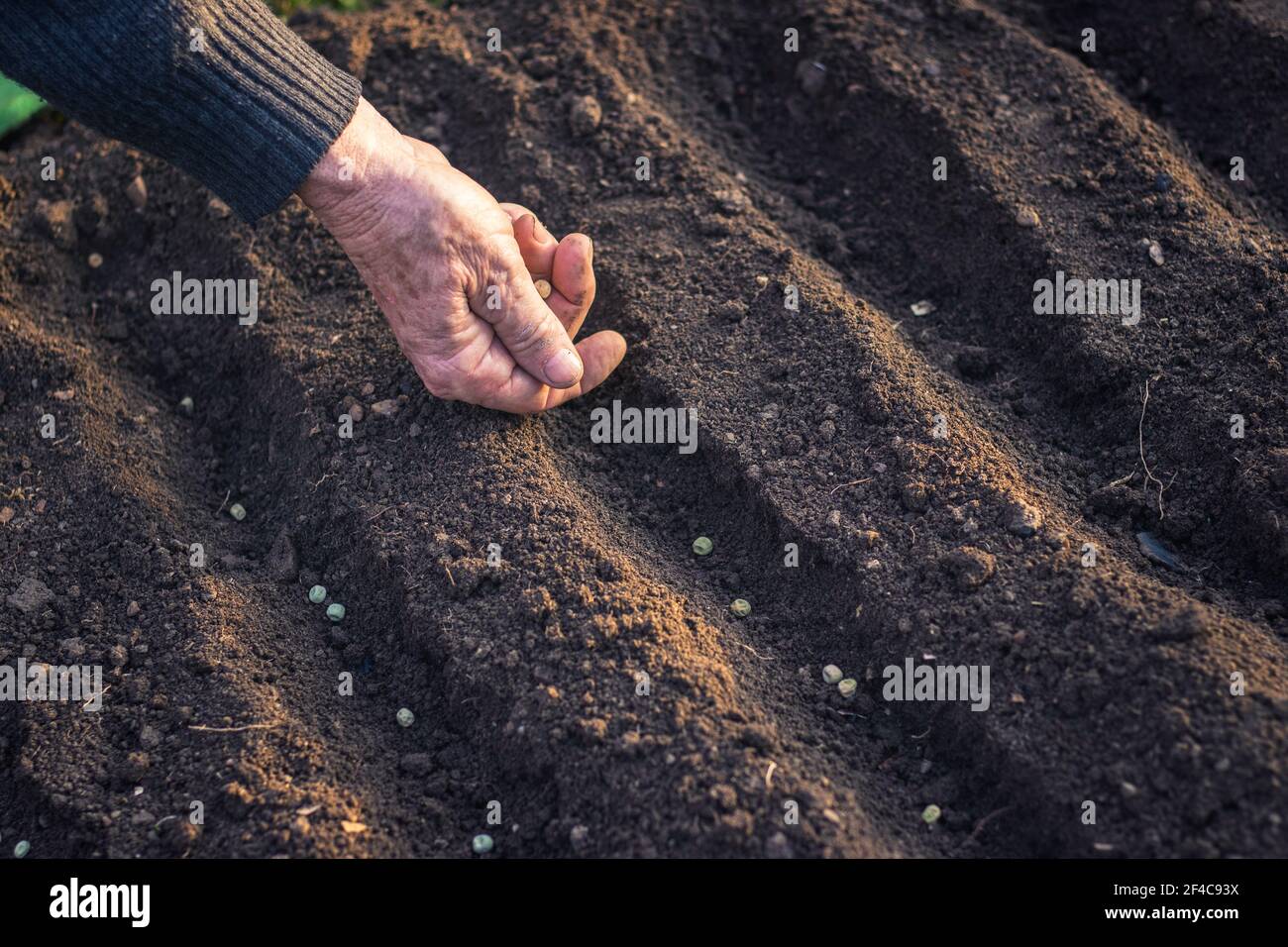 Gardener planting small seed in soil. Sowing at spring in garden Stock Photo