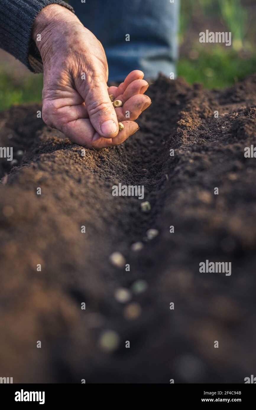 Planting seeds of pea in soil. Farmer sowing seed in organic garden. Gardening in spring Stock Photo