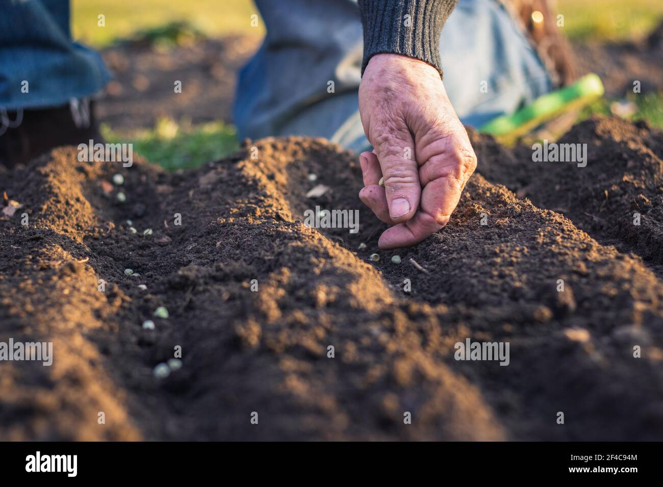 Farmer planting seeds in soil. Gardening in spring. Sowing seed in organic garden. Stock Photo