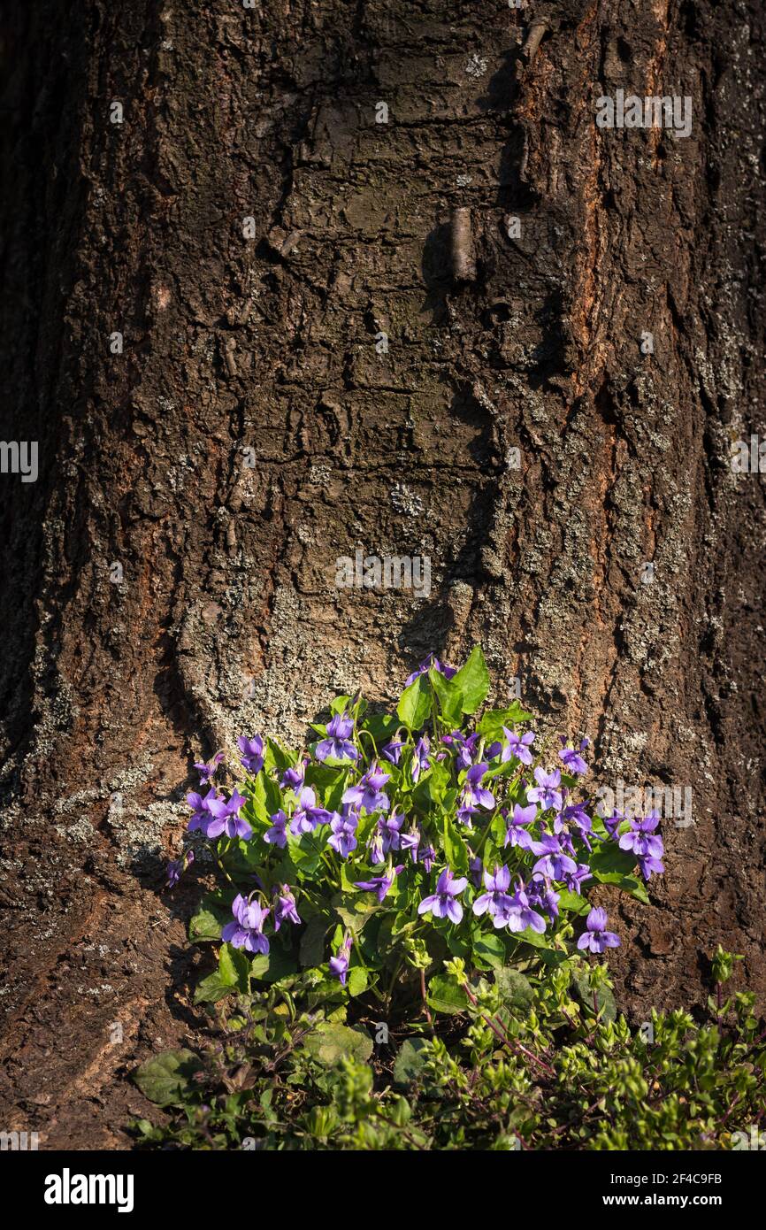 Violet (Viola odorata) flowers near tree trunk. Spring in forest Stock Photo