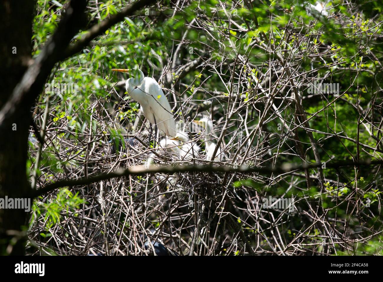 Great egret (Ardea alba) parent watching over its chicks Stock Photo ...