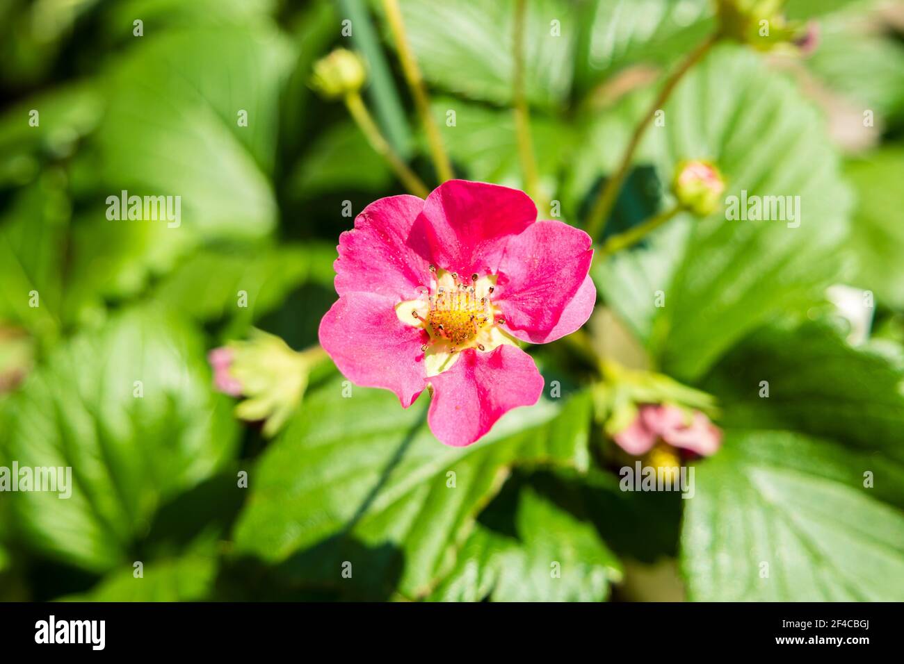 Strawberry plant with pink flowers Stock Photo - Alamy
