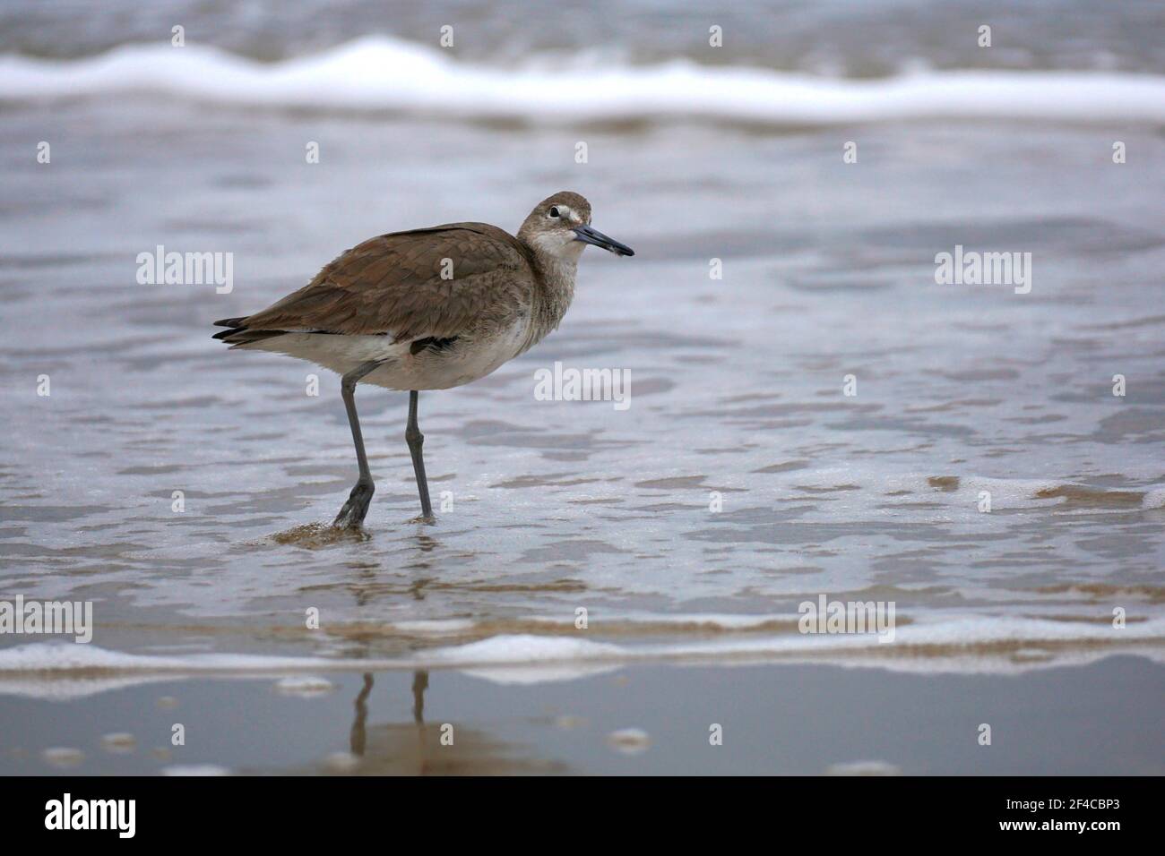 Willet (Tringa semipalmata) a shore bird found on the North Carolina coast Stock Photo