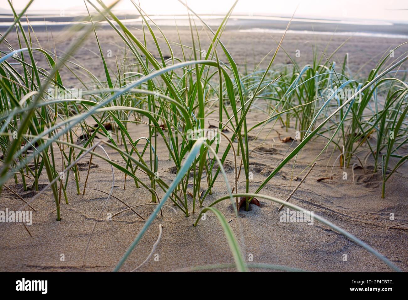 Strandgras Plant growing in sand dunes hi-res stock photography and images - Alamy