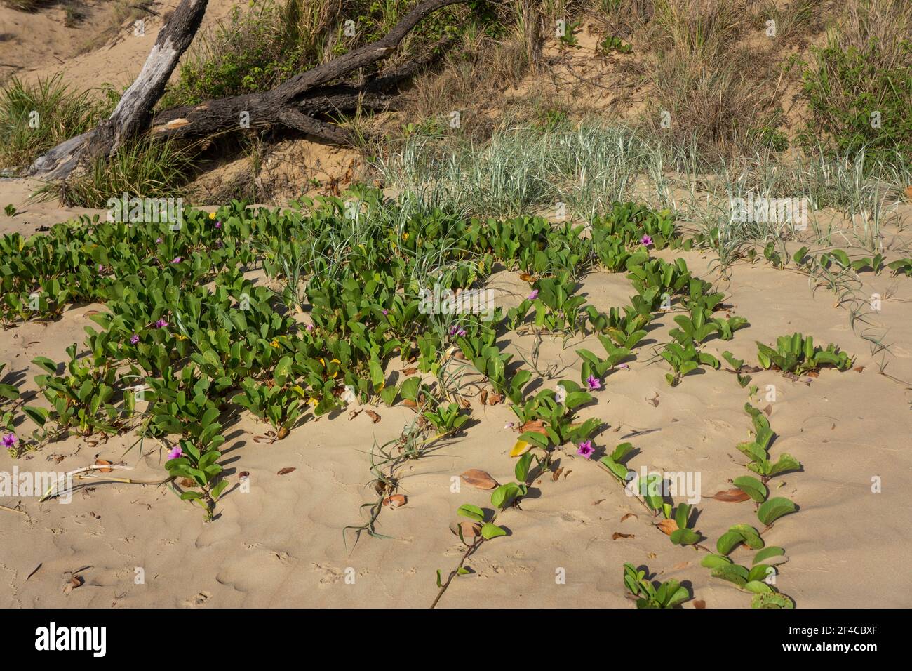 Beach grass and beach morning glory vine, ipomoea pres-caprae, growing on beach sand dunes helping against erosion from wind and water. Stock Photo
