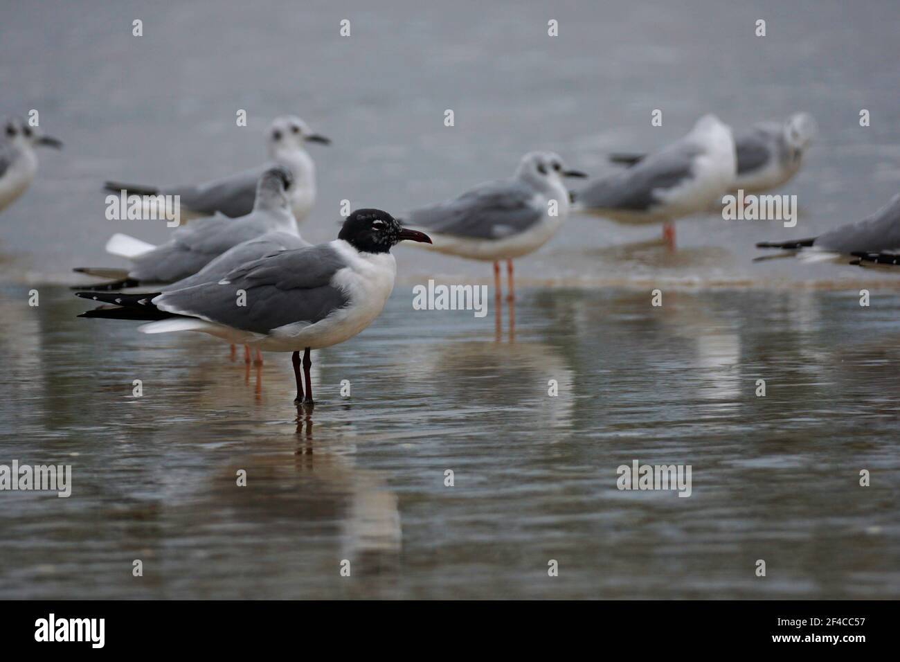 Selective focus on a mature Laughing Gull (Leucophaeus atricillain) with its winter plumage Stock Photo