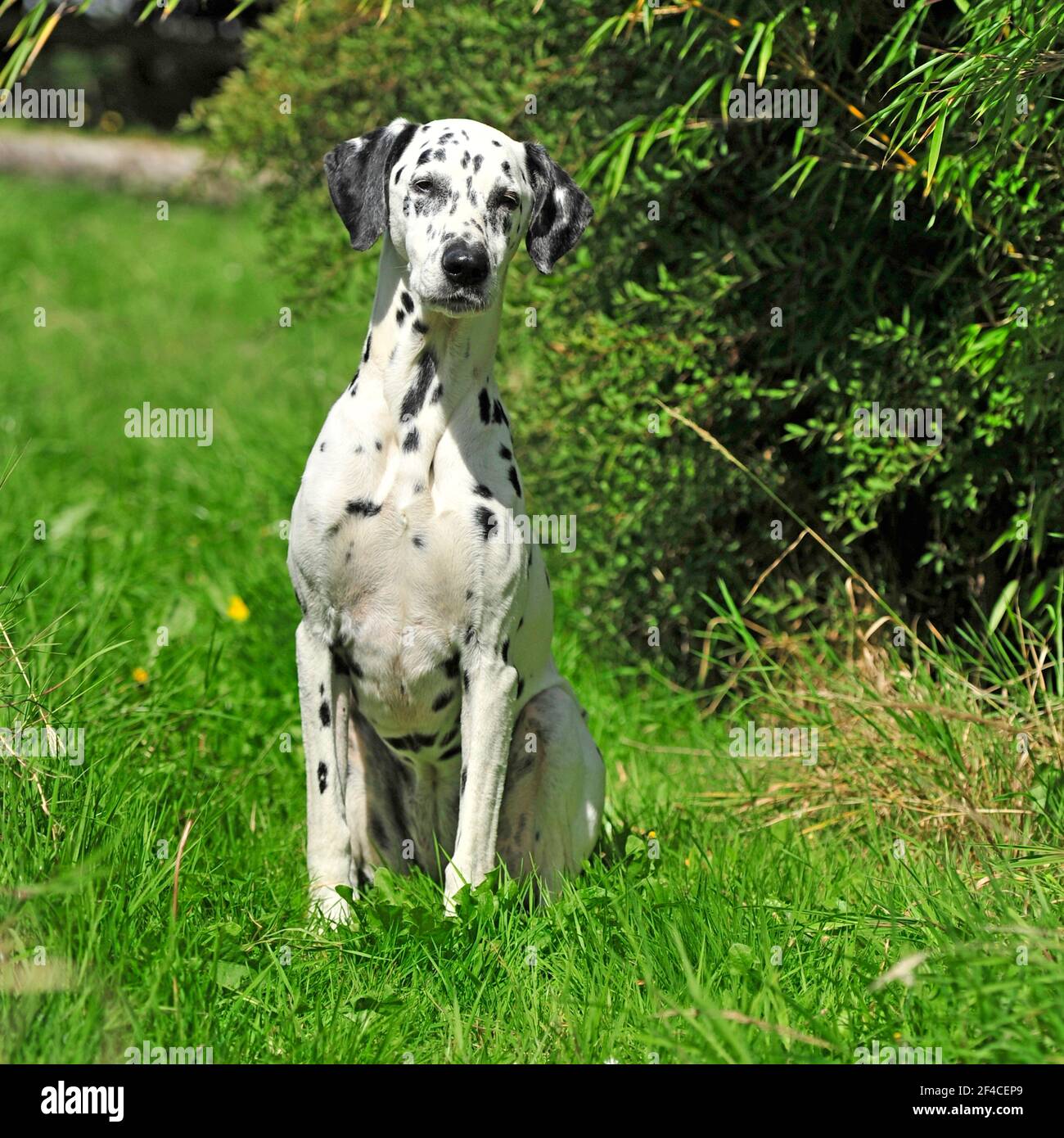 blue merle dalmatian