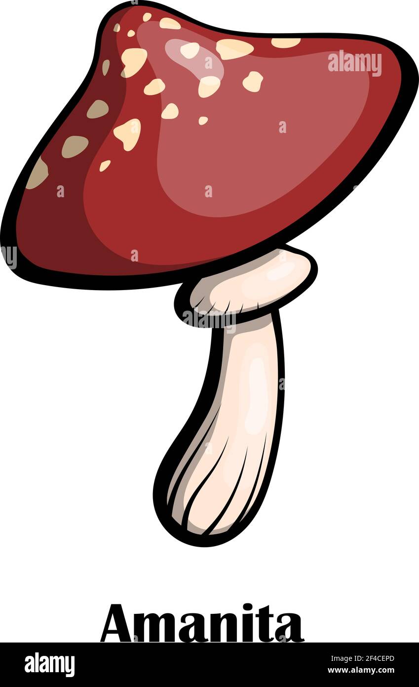 Color vector image of mushroom on a white background. Poisonous mushroom amanita spotted with red hat on the leg. Stock vector illustration Stock Vector
