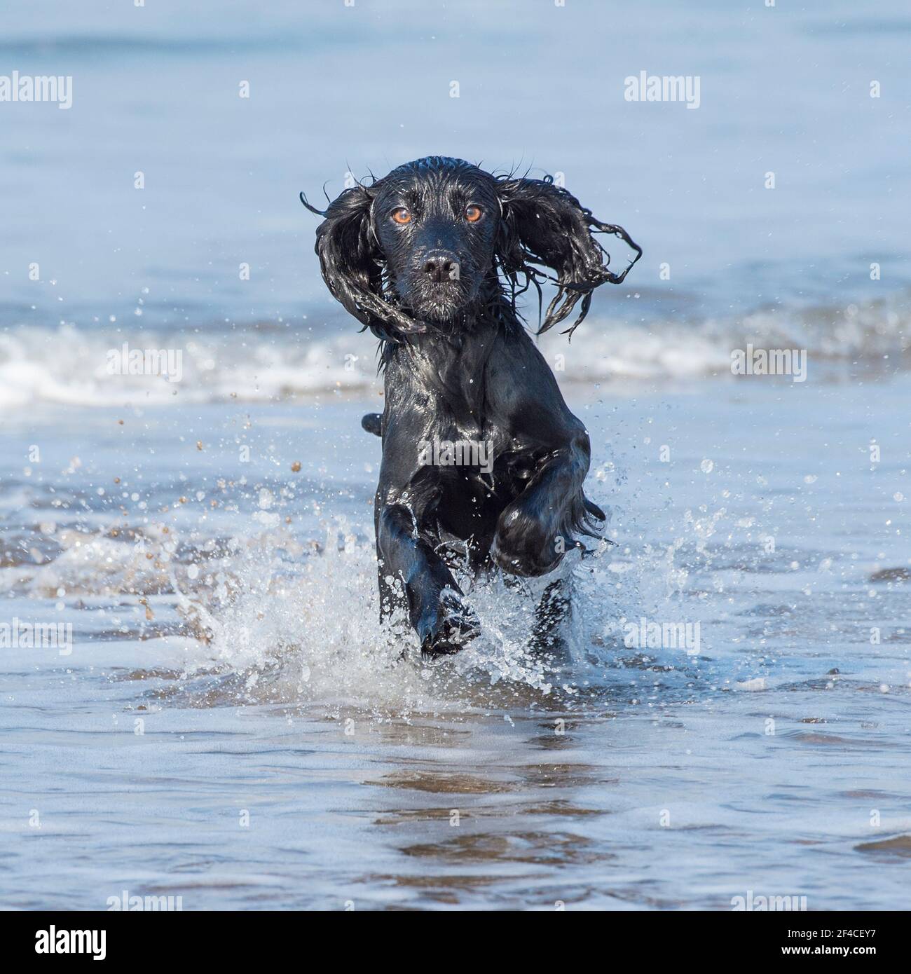 Cocker spaniel sale water dog