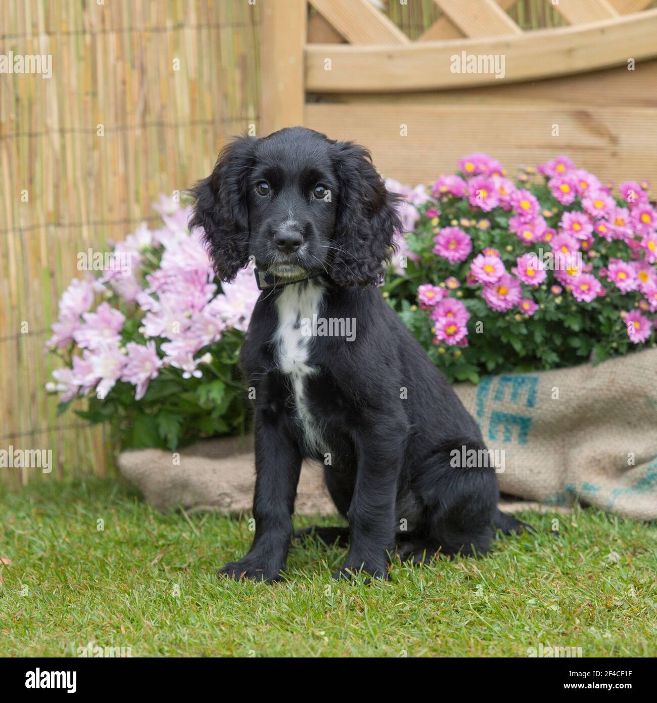 english cocker spaniel puppy Stock Photo