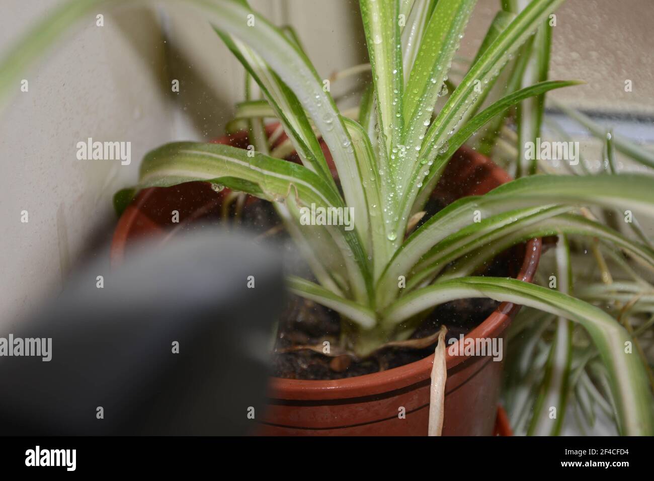spraying indoor spider plant in plastic flower pot UK Stock Photo Alamy