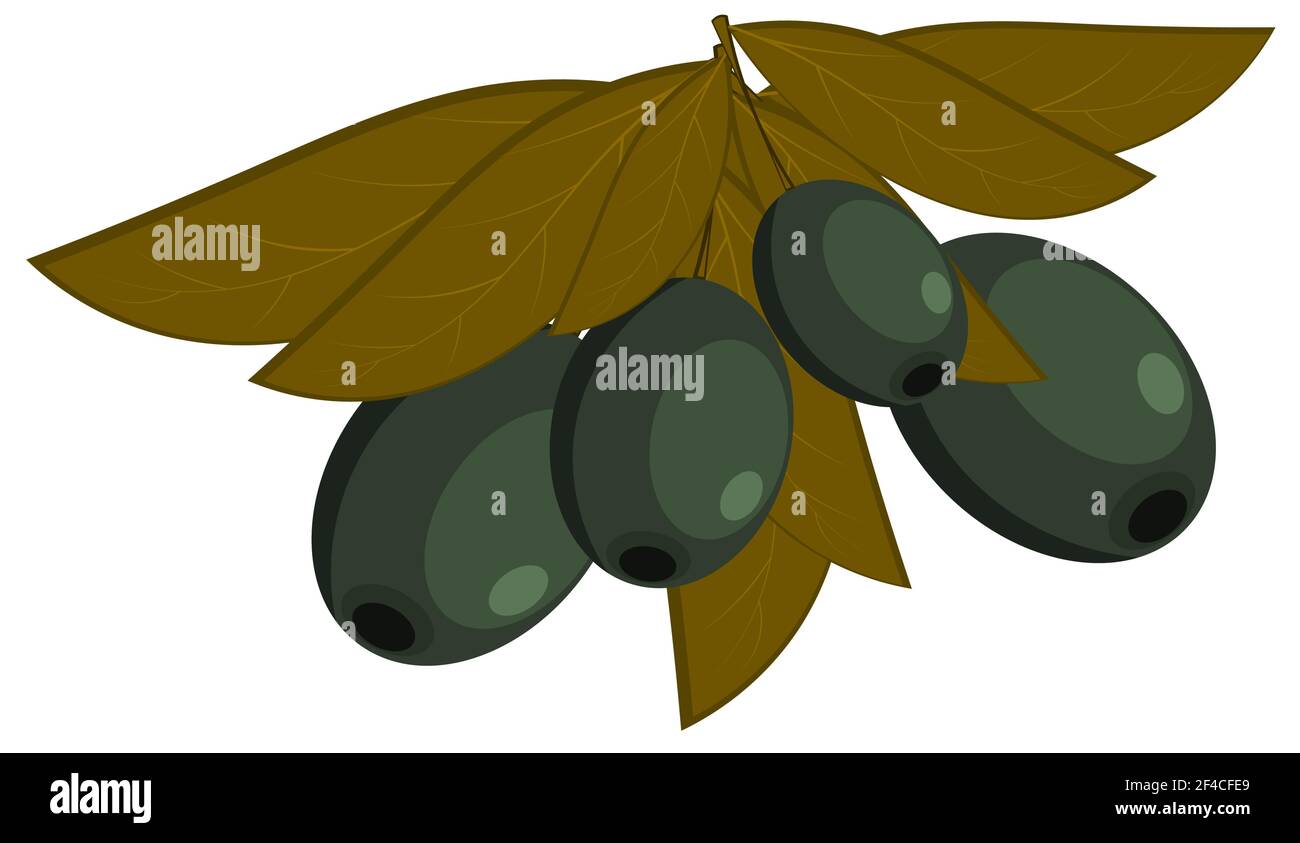 Vector illustration of black olives with leaves on a white background