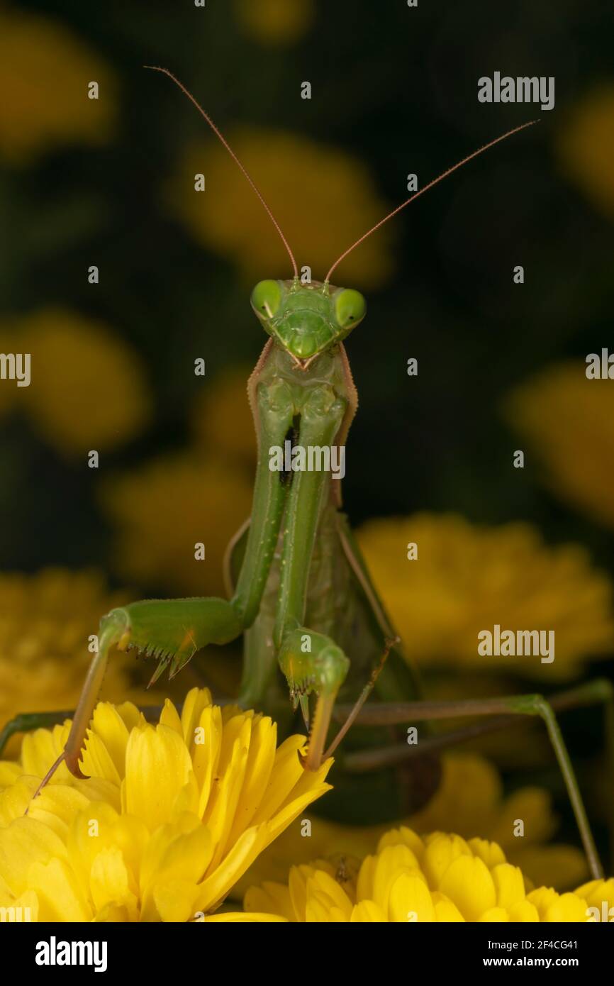 Praying Mantis or European Mantis (lat. Mantis religiosa) is a large hemimetabolic insect in the