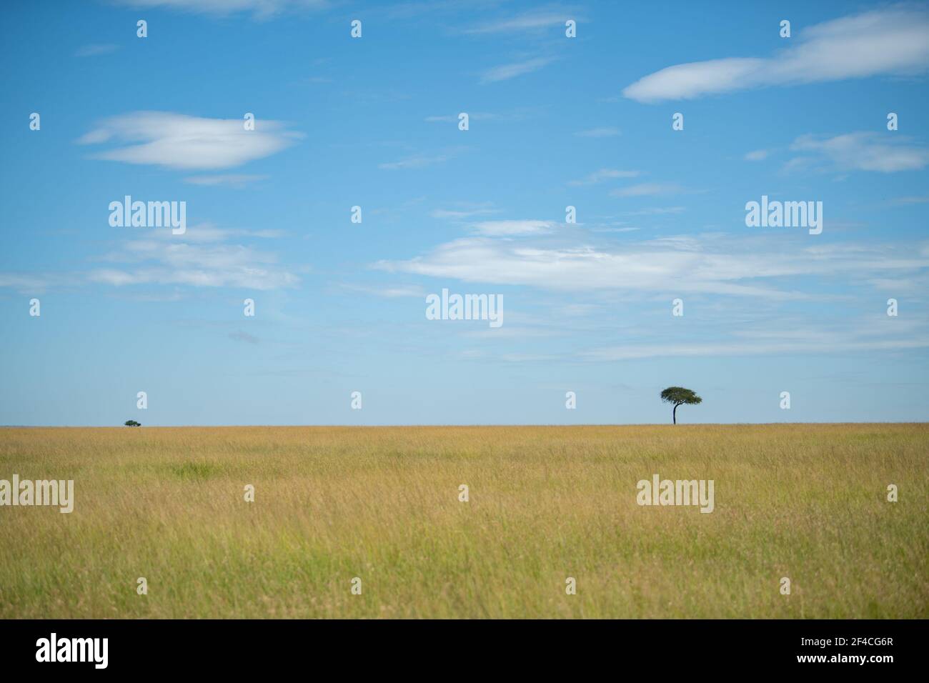 one tree in a distance in african savanna in Kenya at masai mara national park on a bright day with blue sky and less clouds Stock Photo