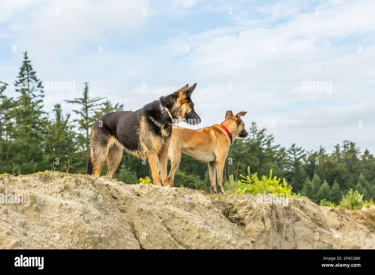 A beautiful German Shepherd and a Malinois are on a sand dune and looks down to the photographer with beautiful upright ears and a fierce glance with Stock Photo