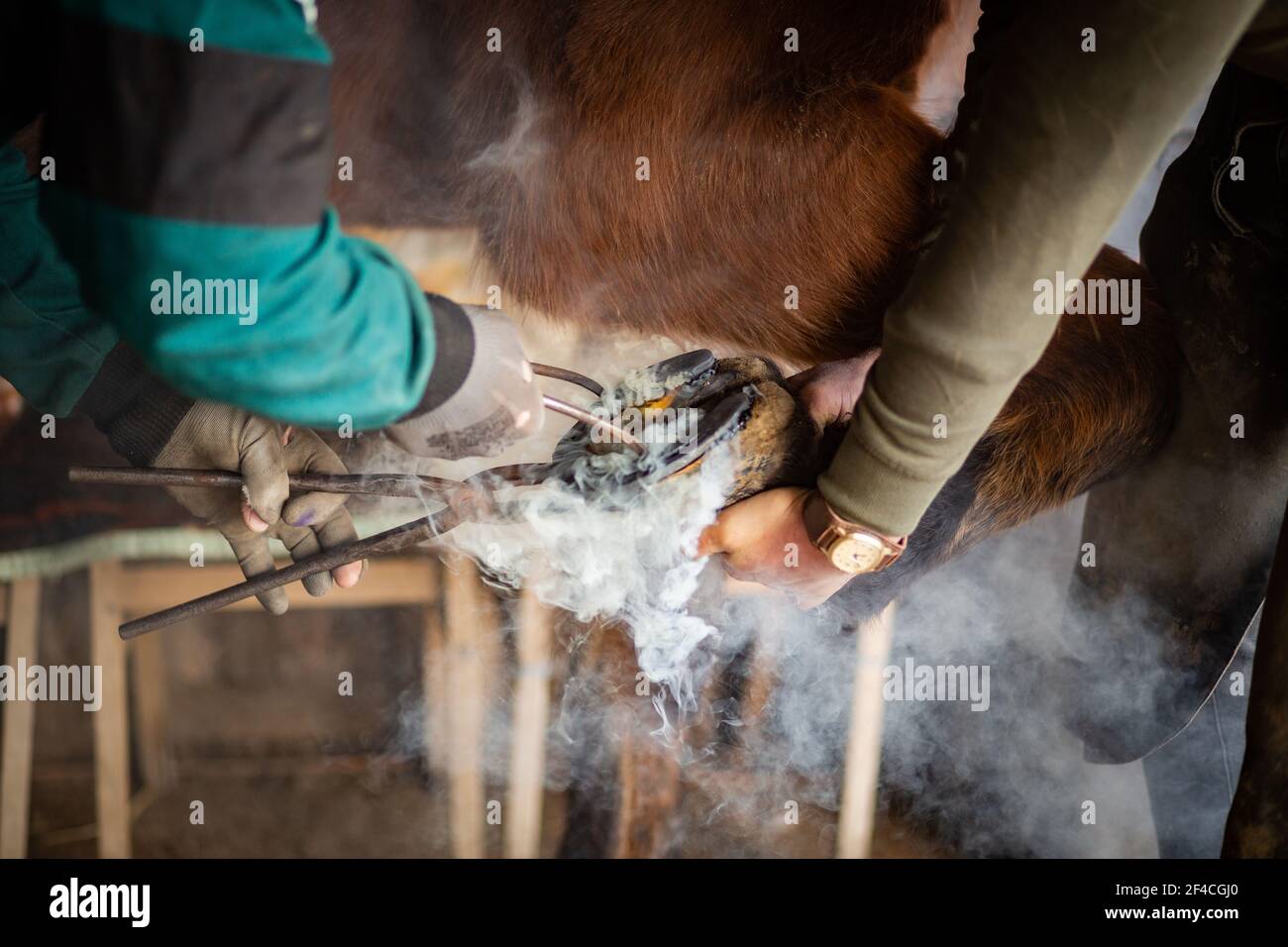Putting on a hot shoe on a horse Stock Photo Alamy