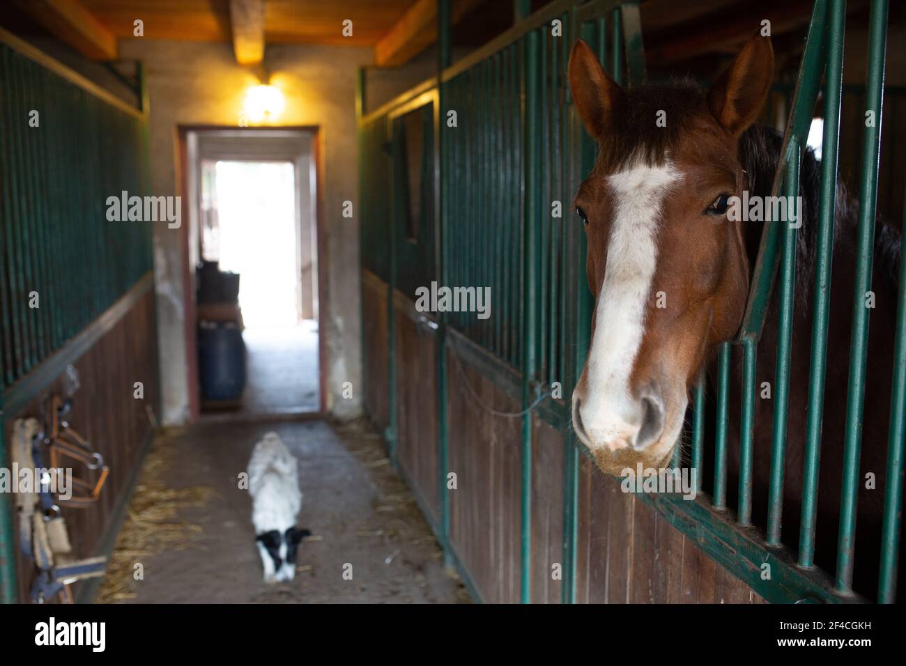 Horse in a barn in rural Hungary Stock Photo