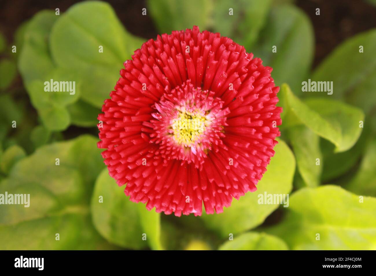 Red pompon daisy flower found in a spring garden. Red Bellis Perennis (pomponette) and rosette of spoon shaped green leaves. Spring Daisy plants UK. Stock Photo