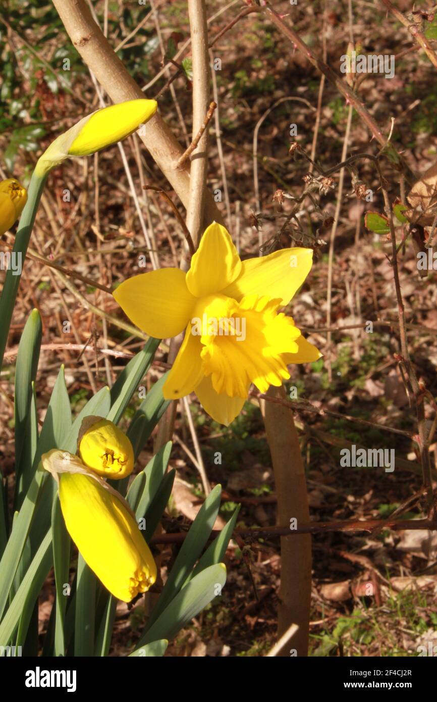 Capturing the first signs of spring in the United Kingdom (UK). Yellow