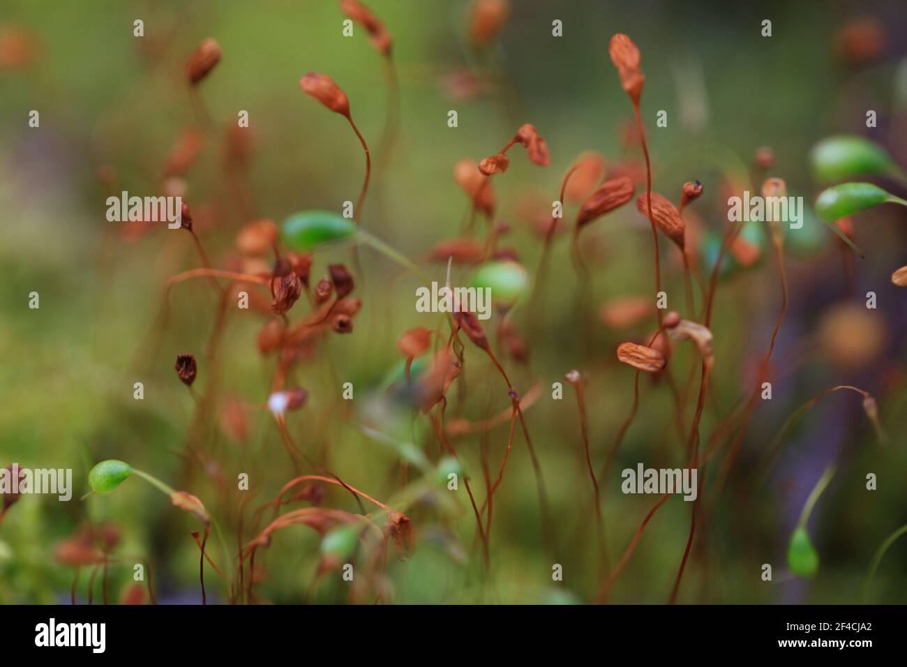 https://www.alamy.com/british-mosses-macro-view-of-dicranella-moss-growing-in-essex-britain-2021-image415785274.html