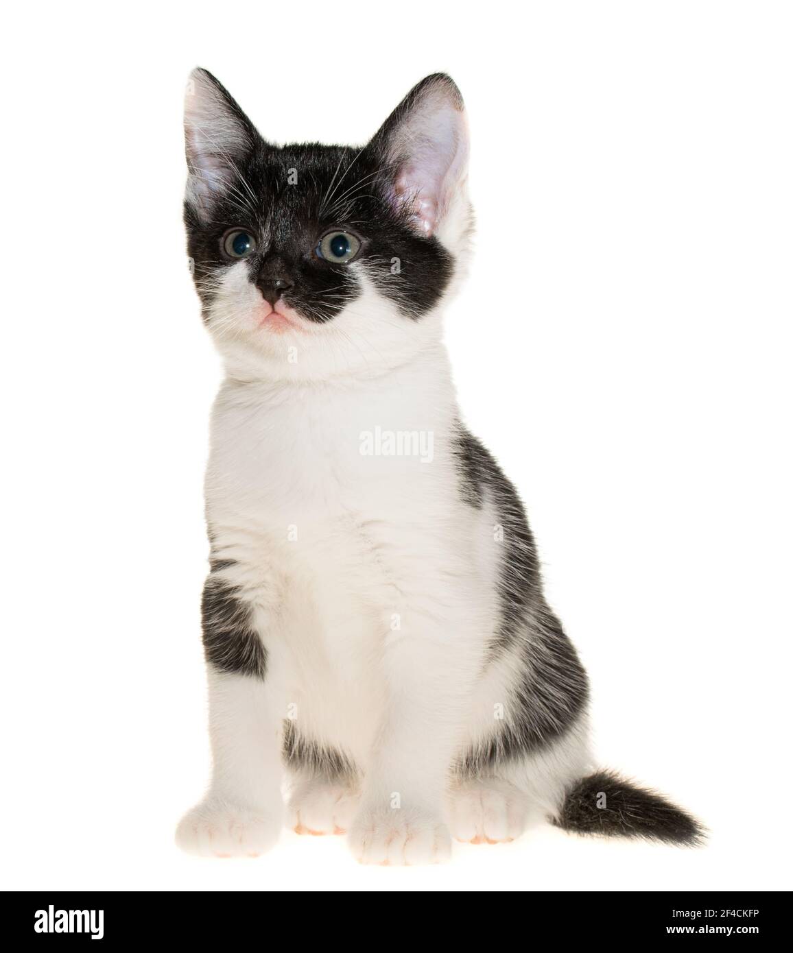 Bicolor black-white small shorthair kitten sitting isolated on a white background. Stock Photo