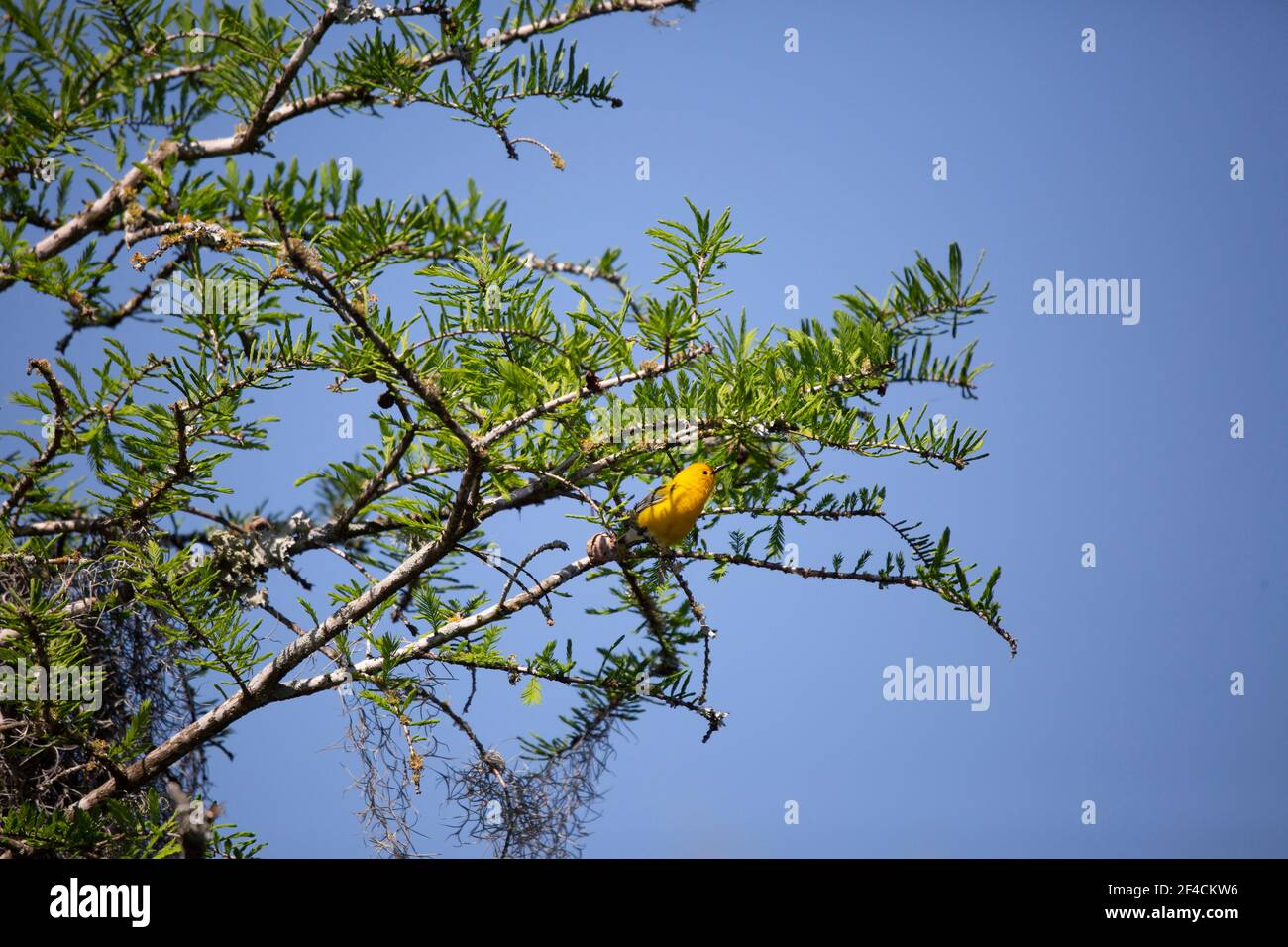 Prothonotary warbler (Protonotaria citrea) perched in a tree Stock Photo