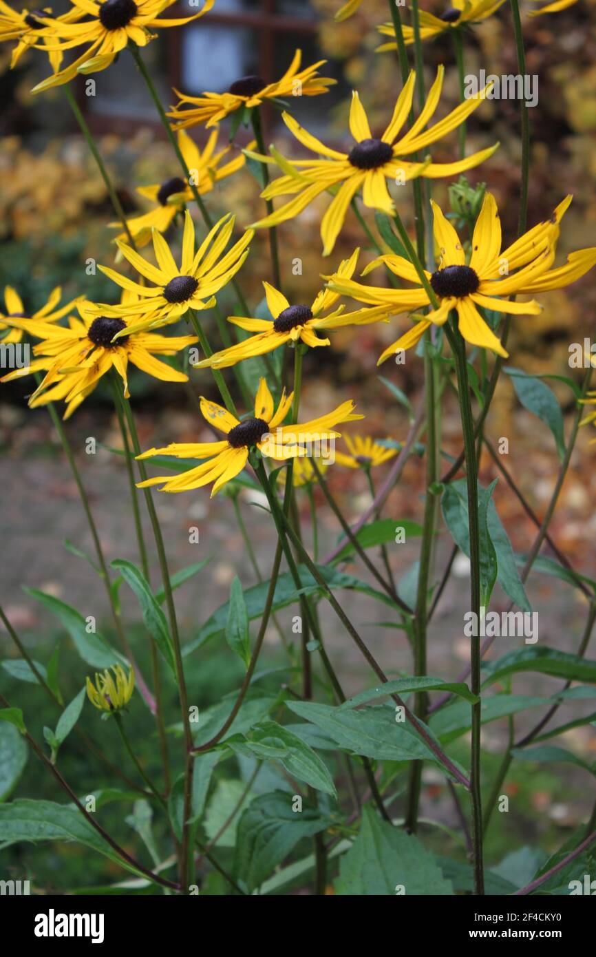 Glorious summer flowers (Rudbeckia). Close up of gorgeous yellow cone shaped Rudbeckias growing in summer. Beautiful cottage flowers Rudbeckias. Stock Photo