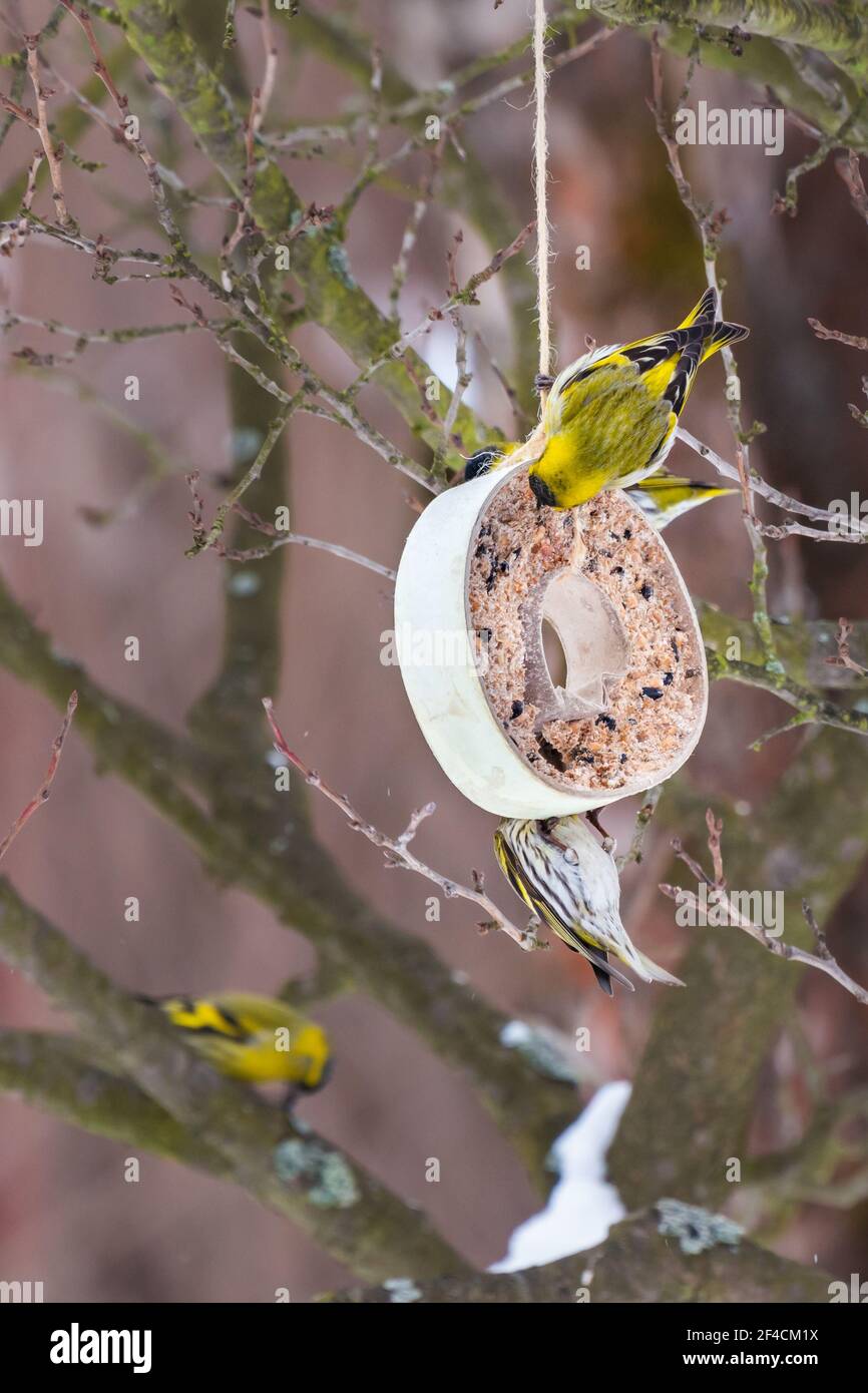 Eurasian siskin feeding on seeds hanging from a tree branch in a donut-shaped case. Little colored birds fighting for food. European wildlife. Stock Photo