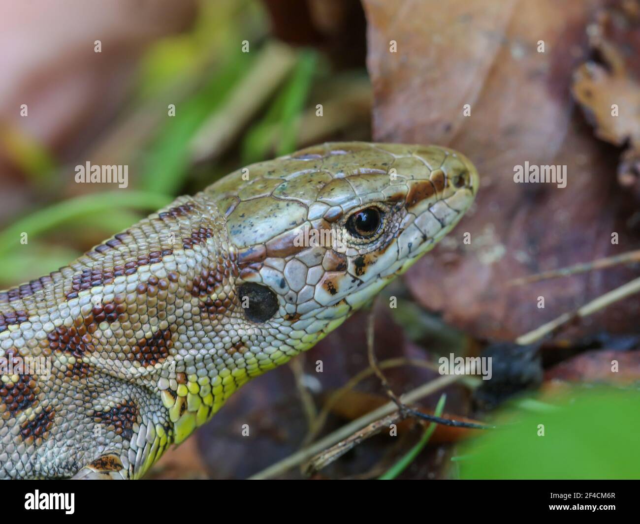 Serbia lizard hi-res stock photography and images - Alamy