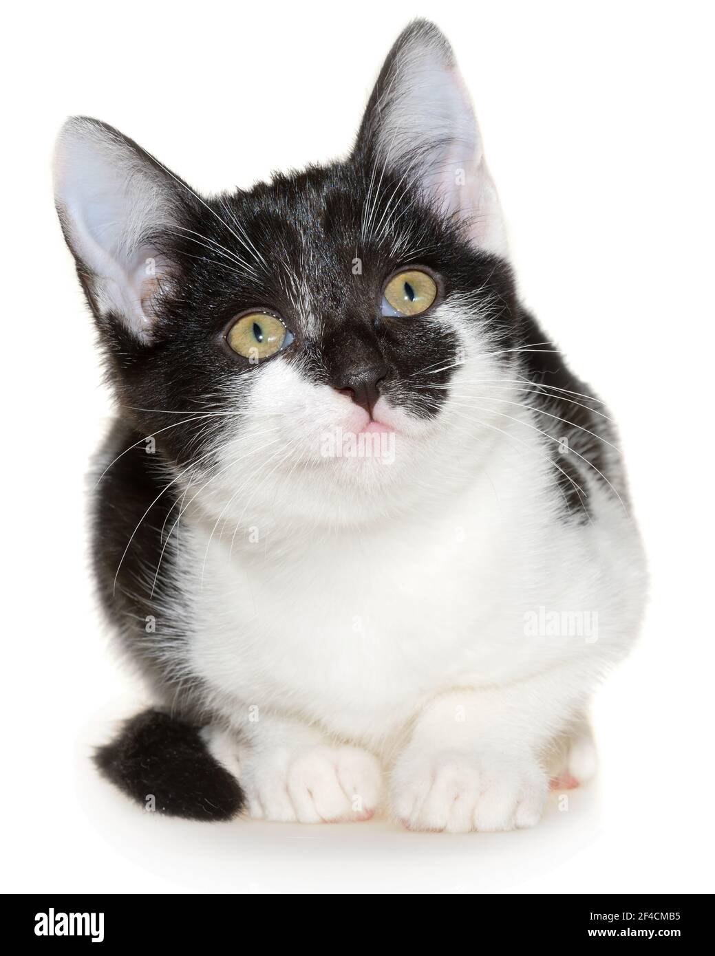 Bicolor black-white small shorthair kitten lay isolated on a white background. Stock Photo