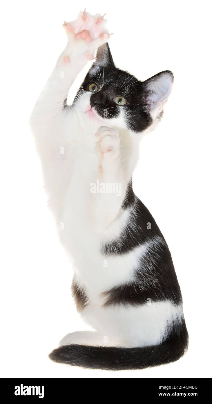 Bicolor black-white small shorthair playful kitten isolated on a white background. Stock Photo