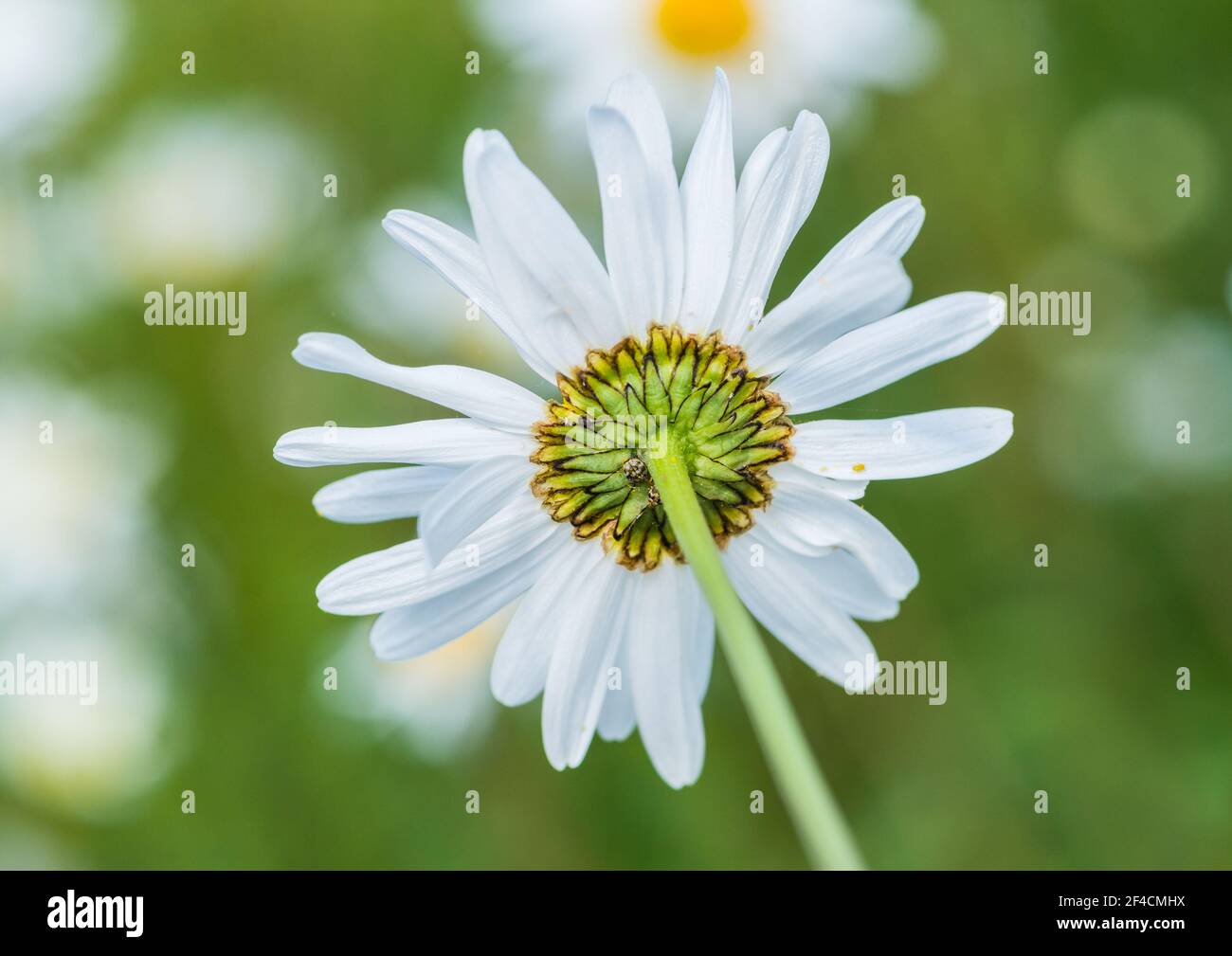 A macro shot of the reverse of an oxeye daisy bloom. Stock Photo