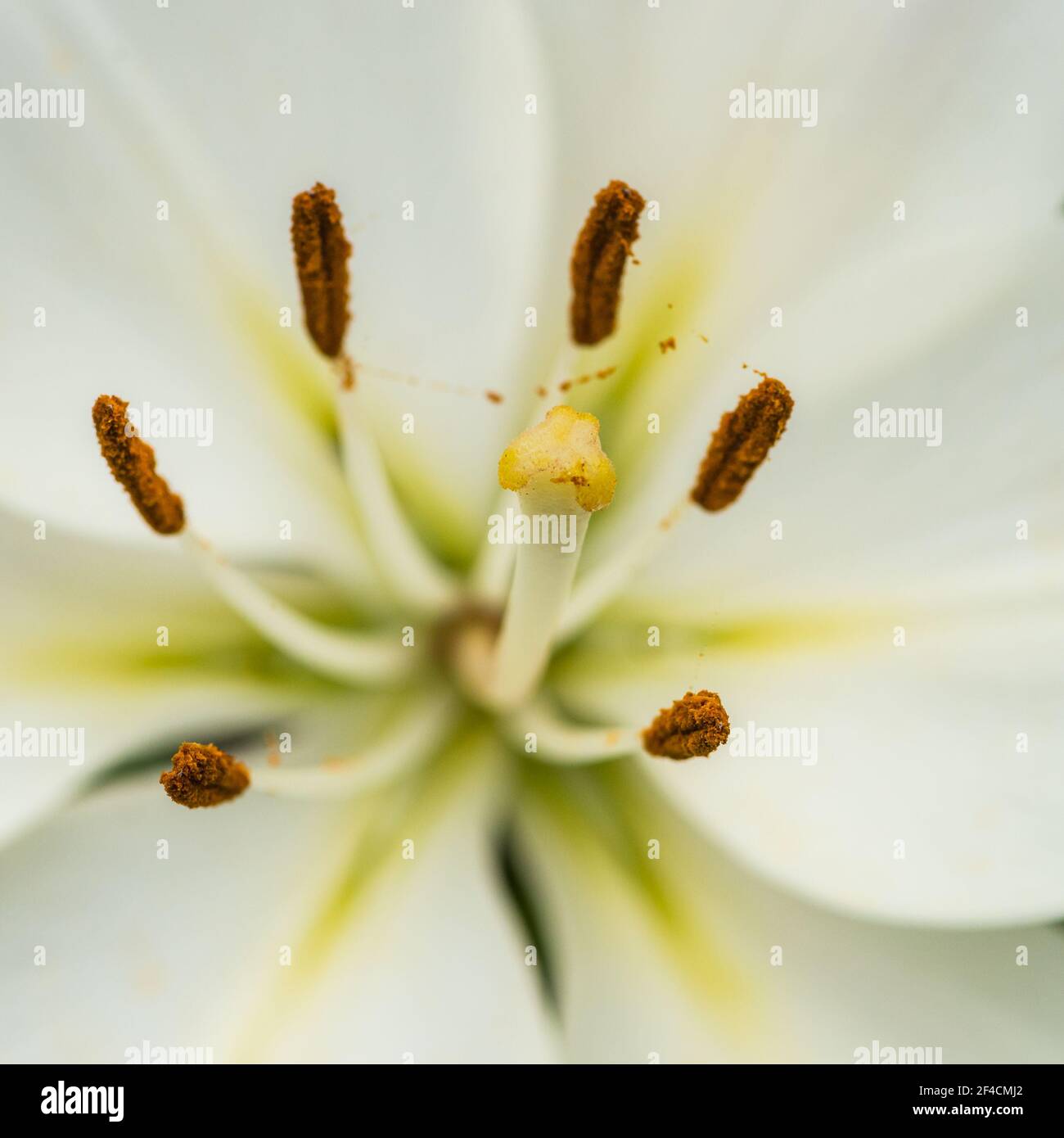 White asiatic lily hi-res stock photography and images - Alamy