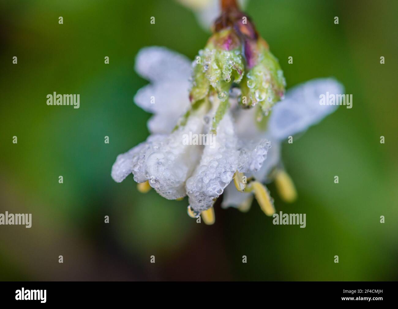 A macro shot of the raindrop covered bloom of a winter honeysuckle bush. Stock Photo