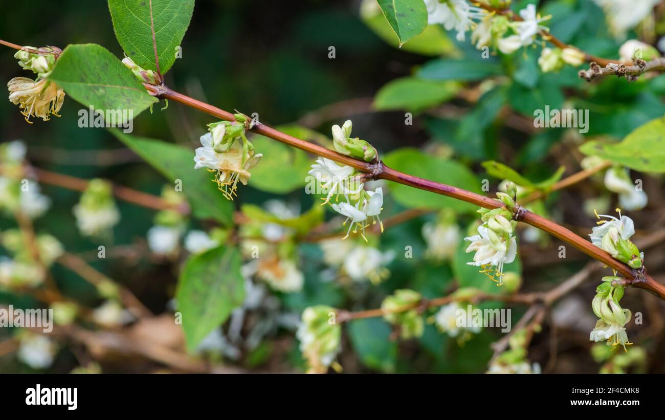 A shot of the white blossom of a winter honeysuckle bush. Stock Photo