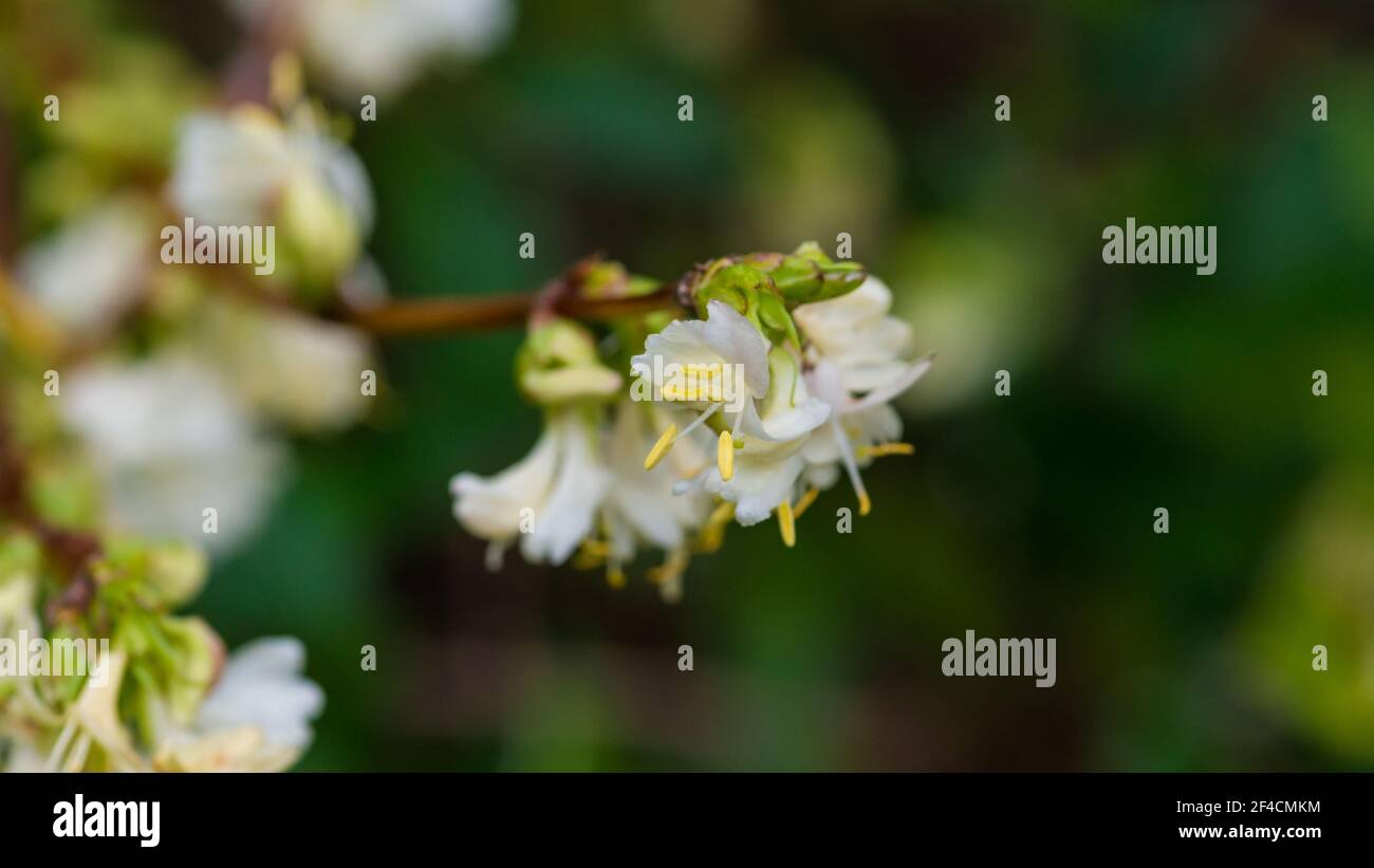 A macro shot of some winter honeysuckle blooms. Stock Photo