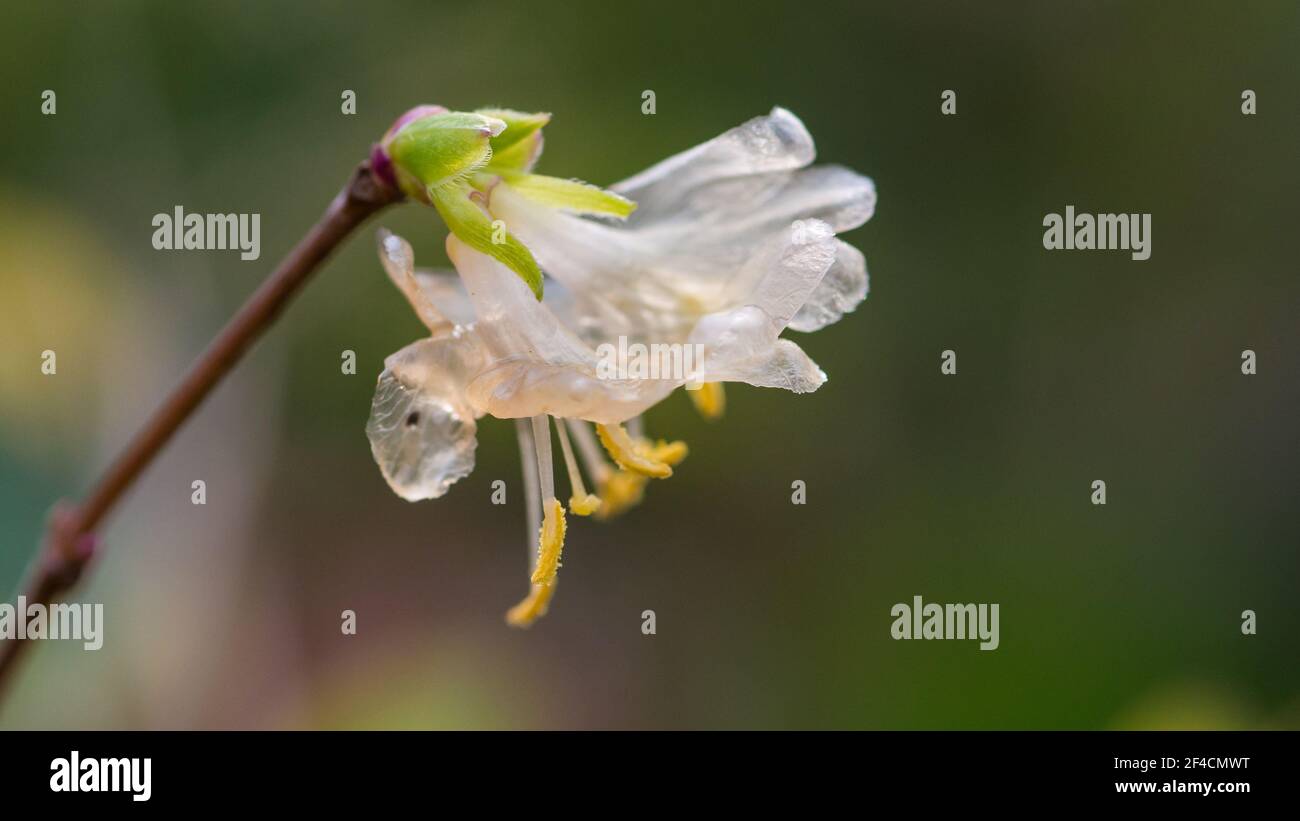 A macro shot of a white winter honeysuckle bloom. Stock Photo