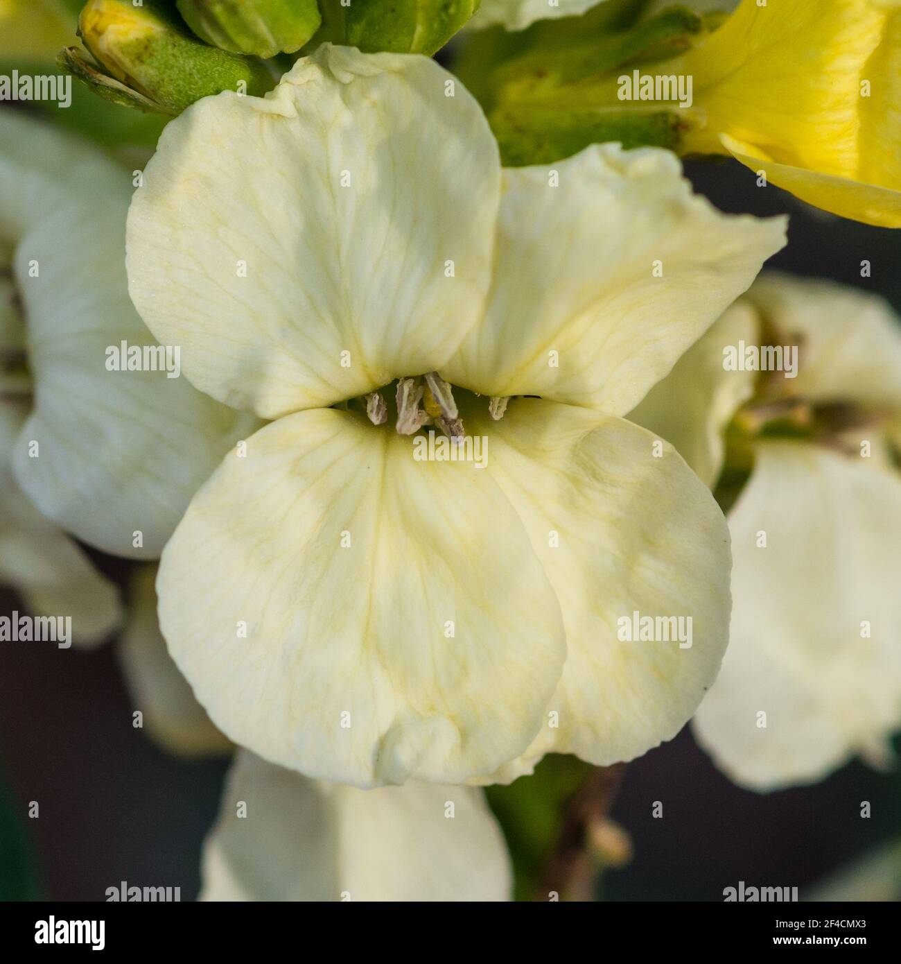 A macro shot of a white wallflower bloom. Stock Photo